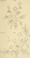 Picture 155 of 346 from Briggs & Co.'s patent transferring papers : patented for the United States of America (1880), leaf 92