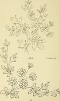 Picture 156 of 346 from Briggs & Co.'s patent transferring papers : patented for the United States of America (1880), leaf 93