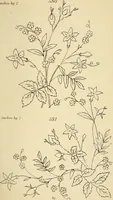 Picture 157 of 346 from Briggs & Co.'s patent transferring papers : patented for the United States of America (1880), leaf 94