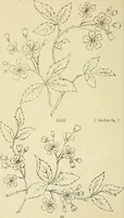 Picture 158 of 346 from Briggs & Co.'s patent transferring papers : patented for the United States of America (1880), leaf 95
