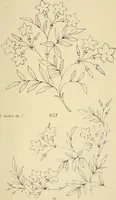 An illustration from Briggs & Co.'s patent transferring papers : patented for the United States of America (1880)