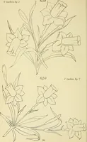 Picture 160 of 346 from Briggs & Co.'s patent transferring papers : patented for the United States of America (1880), leaf 97