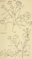Picture 161 of 346 from Briggs & Co.'s patent transferring papers : patented for the United States of America (1880), leaf 98