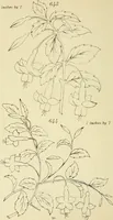 Picture 162 of 346 from Briggs & Co.'s patent transferring papers : patented for the United States of America (1880), leaf 99