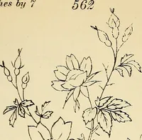 Picture 181 of 389 from Briggs' patent transferring designs (1880), leaf 100