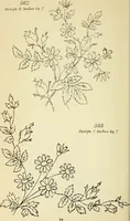 Picture 183 of 389 from Briggs' patent transferring designs (1880), leaf 101