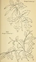 Picture 188 of 389 from Briggs' patent transferring designs (1880), leaf 106