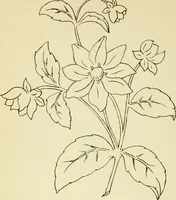 Picture 189 of 389 from Briggs' patent transferring designs (1880), leaf 107