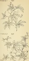 Picture 191 of 389 from Briggs' patent transferring designs (1880), leaf 108