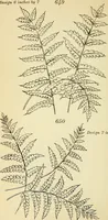 Picture 192 of 389 from Briggs' patent transferring designs (1880), leaf 109