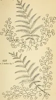 Picture 193 of 389 from Briggs' patent transferring designs (1880), leaf 110