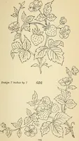 Picture 195 of 389 from Briggs' patent transferring designs (1880), leaf 112