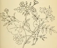 Picture 227 of 389 from Briggs' patent transferring designs (1880), leaf 132