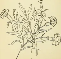 Picture 229 of 389 from Briggs' patent transferring designs (1880), leaf 133