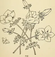 Picture 231 of 389 from Briggs' patent transferring designs (1880), leaf 134