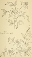 Picture 235 of 389 from Briggs' patent transferring designs (1880), leaf 138