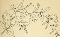 Picture 242 of 389 from Briggs' patent transferring designs (1880), leaf 144