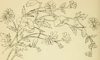 Picture 244 of 389 from Briggs' patent transferring designs (1880), leaf 145