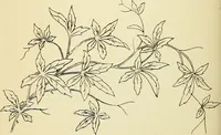 Picture 245 of 389 from Briggs' patent transferring designs (1880), leaf 145