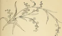 Picture 246 of 389 from Briggs' patent transferring designs (1880), leaf 146