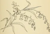 Picture 247 of 389 from Briggs' patent transferring designs (1880), leaf 146