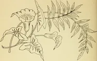 Picture 248 of 389 from Briggs' patent transferring designs (1880), leaf 147