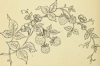 Picture 249 of 389 from Briggs' patent transferring designs (1880), leaf 147