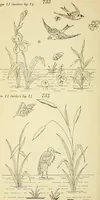 Picture 252 of 389 from Briggs' patent transferring designs (1880), leaf 149