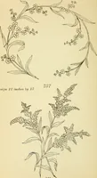 Picture 254 of 389 from Briggs' patent transferring designs (1880), leaf 151