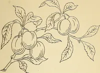 Picture 255 of 389 from Briggs' patent transferring designs (1880), leaf 152