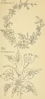 Picture 258 of 389 from Briggs' patent transferring designs (1880), leaf 154