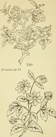 Picture 264 of 389 from Briggs' patent transferring designs (1880), leaf 159