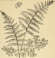 Picture 265 of 389 from Briggs' patent transferring designs (1880), leaf 160