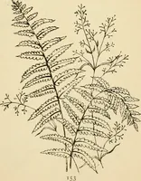 Picture 266 of 389 from Briggs' patent transferring designs (1880), leaf 160