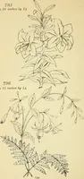 Picture 267 of 389 from Briggs' patent transferring designs (1880), leaf 161