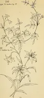 Picture 268 of 389 from Briggs' patent transferring designs (1880), leaf 162