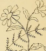 Picture 277 of 389 from Briggs' patent transferring designs (1880), leaf 168