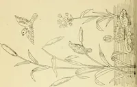 Picture 279 of 389 from Briggs' patent transferring designs (1880), leaf 169