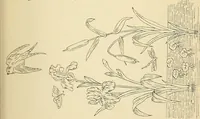 Picture 282 of 389 from Briggs' patent transferring designs (1880), leaf 170
