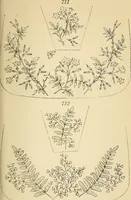 Picture 287 of 389 from Briggs' patent transferring designs (1880), leaf 174