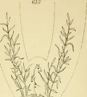 Picture 298 of 389 from Briggs' patent transferring designs (1880), leaf 181
