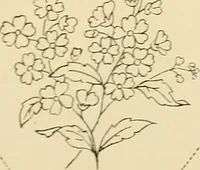 Picture 302 of 389 from Briggs' patent transferring designs (1880), leaf 182