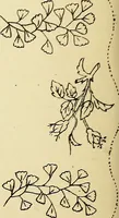 Picture 305 of 389 from Briggs' patent transferring designs (1880), leaf 183