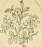Picture 307 of 389 from Briggs' patent transferring designs (1880), leaf 185