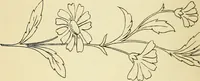 Picture 30 of 389 from Briggs' patent transferring designs (1880), leaf 21