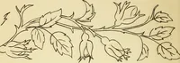 Picture 37 of 389 from Briggs' patent transferring designs (1880), leaf 23