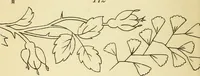 Picture 38 of 389 from Briggs' patent transferring designs (1880), leaf 23