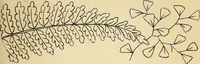 Picture 40 of 389 from Briggs' patent transferring designs (1880), leaf 24