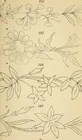 Picture 45 of 389 from Briggs' patent transferring designs (1880), leaf 26