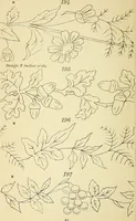 Picture 52 of 389 from Briggs' patent transferring designs (1880), leaf 29